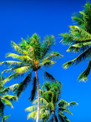 Palmier Photo sur toile 40x60