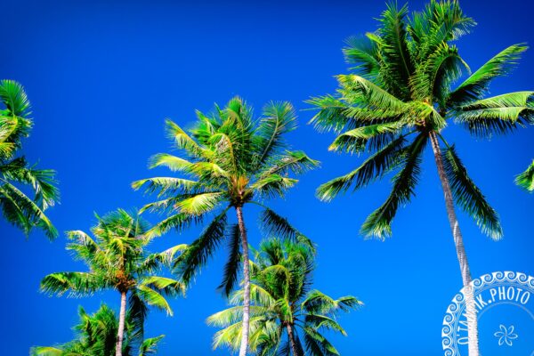 Palmier Photo sur toile 40x60